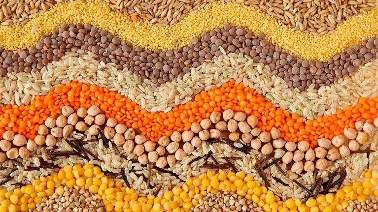 Dried grains